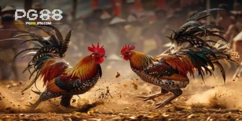 Đá gà trực tuyến mang lại sự kịch tính và thưởng hấp dẫn