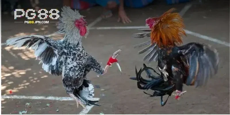 Những giống gà nổi bật được ưa chuộng bởi sức mạnh