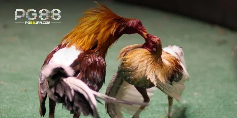 Đá cựa sắt đòi hỏi sự chuẩn bị và tuân thủ nghiêm ngặt