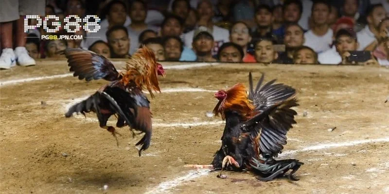 Những dòng gà nổi bật quyết định sự hấp dẫn trong trận đấu