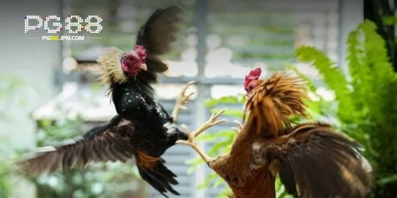 Trải nghiệm cá cược đá gà vượt trội và đầy hấp dẫn